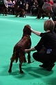 Crufts2011 598